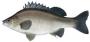 Wtb Tandanus Tandanus Eel Tail Catfish - last post by rickfish