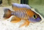 Hi All! Farily New Cichlid Lover :) - last post by CichlidLife