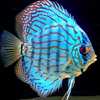 Albino Discus - last post by Angelo