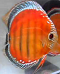 Fs - Baby Discus Fish Available - last post by Johan