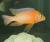 African Cichlid Compatability Chart - last post by Salpon