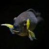 Wtb: Malawi Haps And Other Males Cichlids For Display - last post by Maaxim