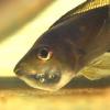 Fish Of The Month - Metriaclima Hajomaylandi - last post by humbug