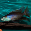 Buccochromis Lepturus - last post by Rastinger62