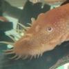 Aquarian Bottom Feeder Shrimp Pellets - last post by BristledOne