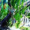 Mangrove Jack 30+Cm - last post by Voodoo