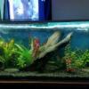 Just Finished Setup A New Lay Out In My Aquarium. Hope My Green Terror Approves... - last post by Coltpeacemaker041