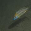 Spotted Blue Eye Rainbow Fish - Mattia - last post by Mattia