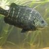 Freshwater Pipefish - last post by Leichardti