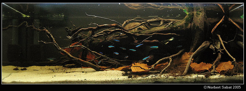 Aquascaping-Biotope-Main.jpg