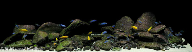 Rock-building-14-Biotope-Malawian-bliss.